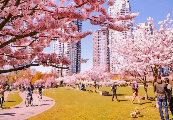  Vancouver Cherry Blossom Festival