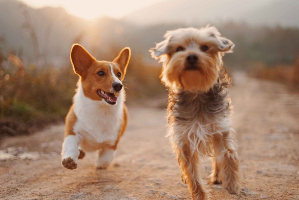 Two Beautiful dogs running. TOP 10 animal festival