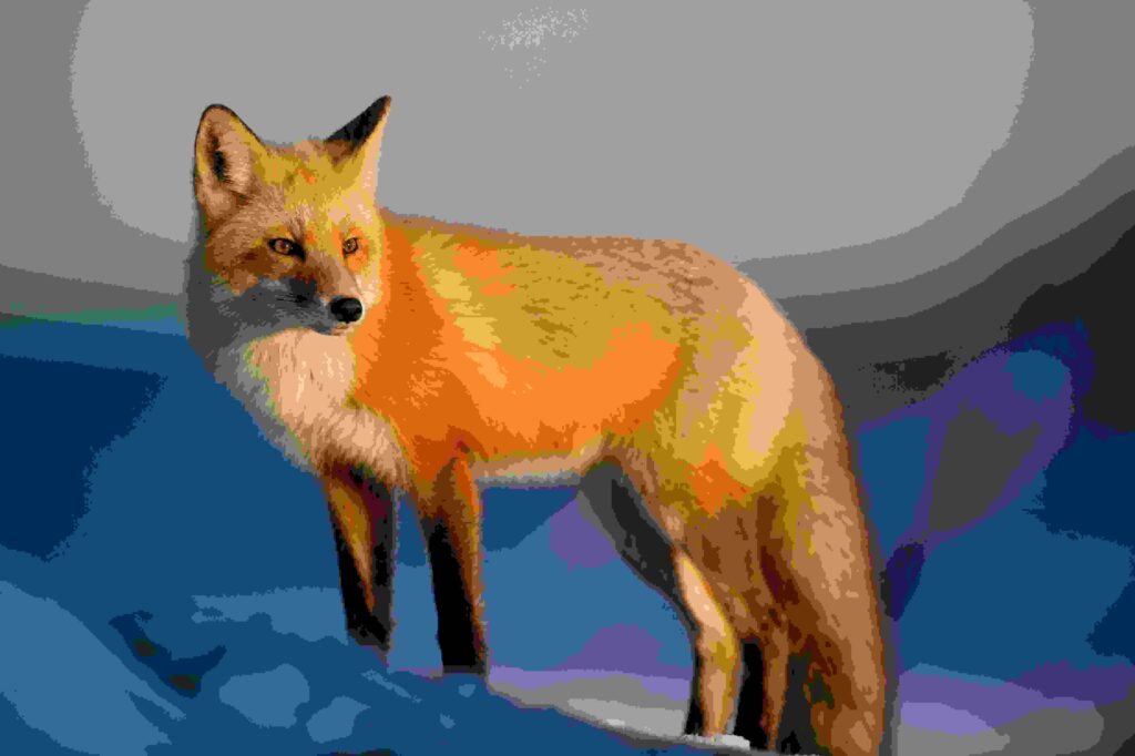 beautiful fox